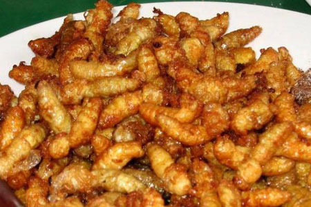 黃粉蟲怎么吃？黃粉蟲怎么做好吃？面包蟲的食用方法