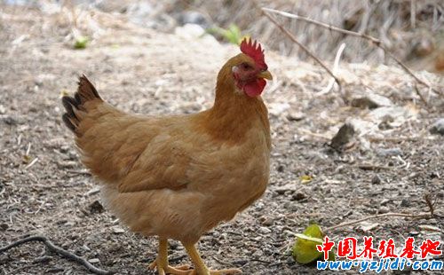蛋雞養殖最容易忽視的四個問題