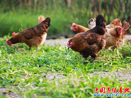 蛋雞養殖最容易忽視的四個問題