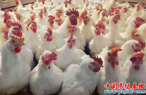 什么是817肉雞?817肉雞的起源？