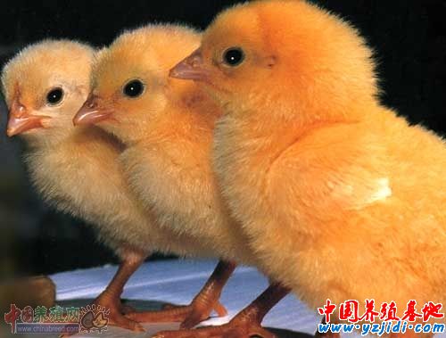 肉雞.jpg
