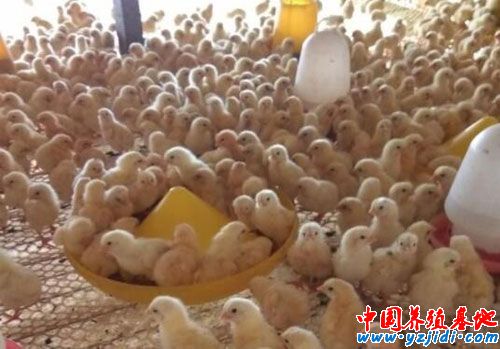 817肉雞的養殖成本和利潤