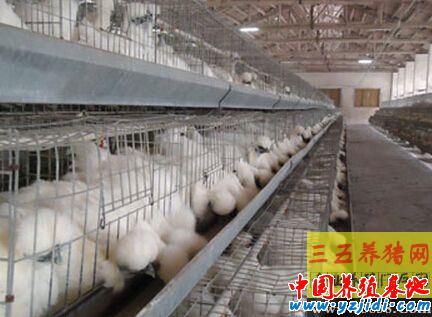 籠養烏骨雞