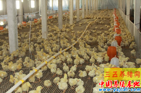 減少雛雞死亡率的有效措施