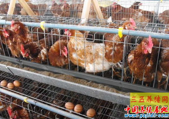 蛋雞換料
