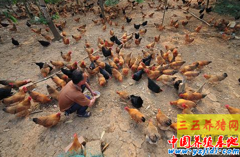夏季南方家禽養殖注意事項