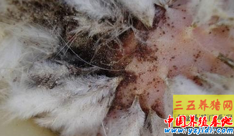 雞虱治療小偏方