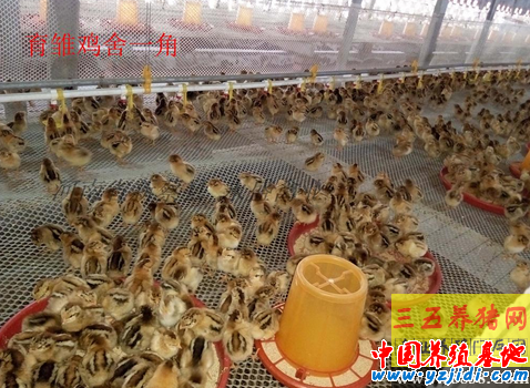 雛雞舍消毒注意事項