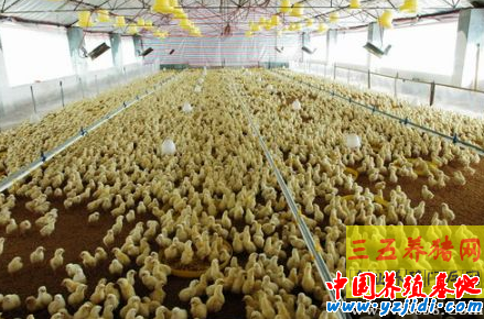 雛雞養殖