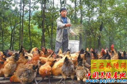 豆餅喂雞五個注意事項需謹慎