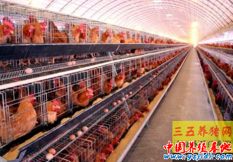 蛋雞各時期用料計算方法