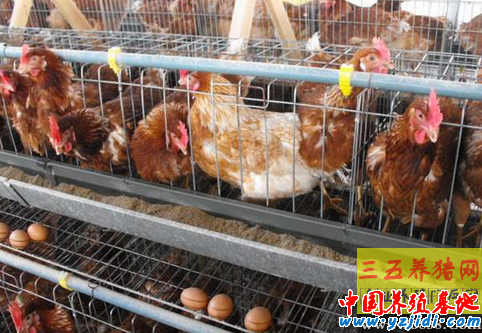 防止蛋雞叨蛋的方法