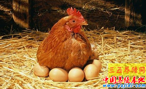 秋季細養開產雞技術要點，開產母雞秋季管理措施