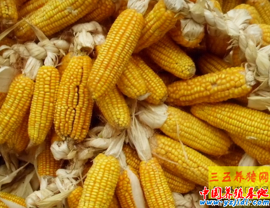 畜禽飼料