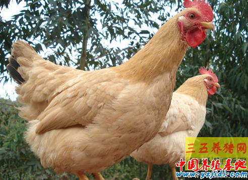 三黃雞