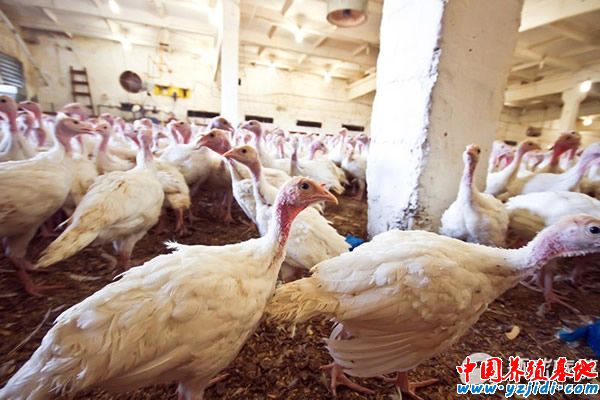 火雞養殖場圖5