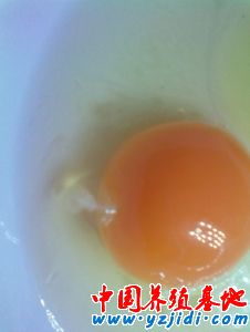 受精蛋圖2