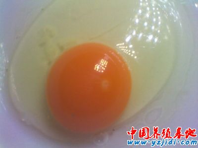 無精蛋圖2