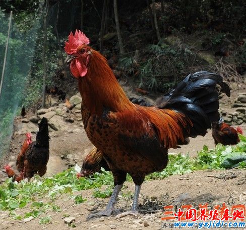 從嶺藏雞&ldquo;威姿&rdquo;