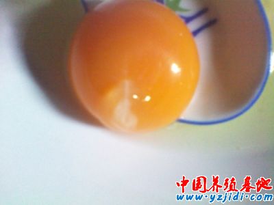 受精蛋圖1