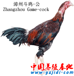 漳州斗雞