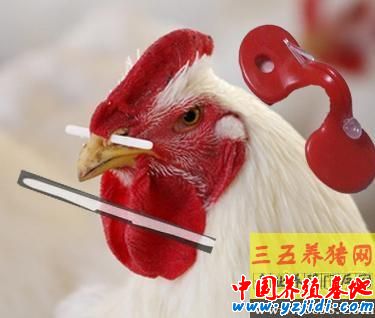 雞鼻簽