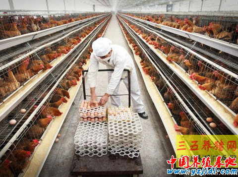 如何挑選優質的蛋雞飼料