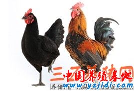 從嶺藏雞（公母圖）