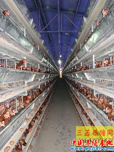 五層層疊式自動化養雞設備介紹