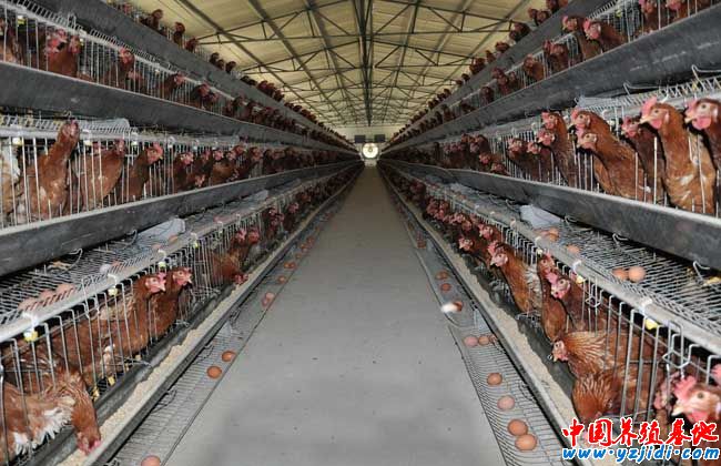 大棚養殖什么最賺錢