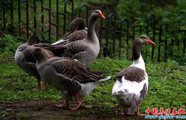 2016年養殖什么最賺錢