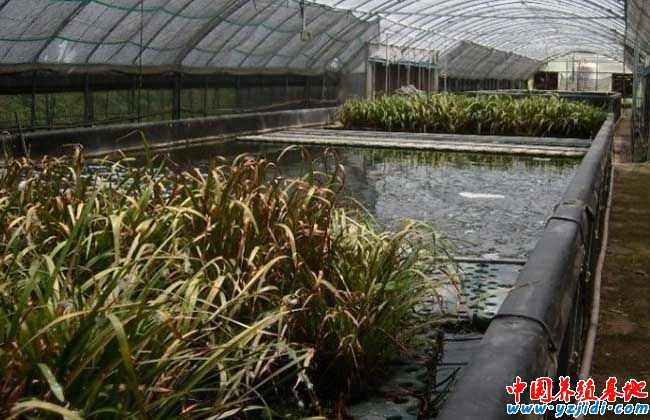 大棚養泥鰍