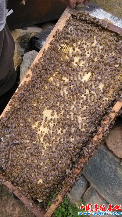 籠蜂蜂王怎么培養