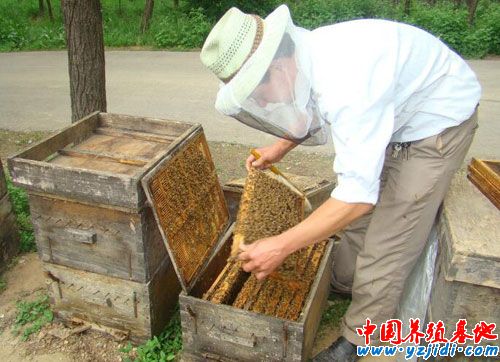 籠蜂如何進行裝籠工作
