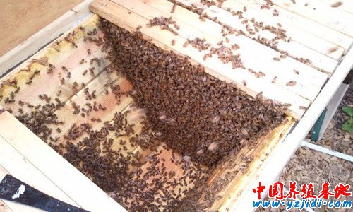 生產和飼養籠蜂的條件