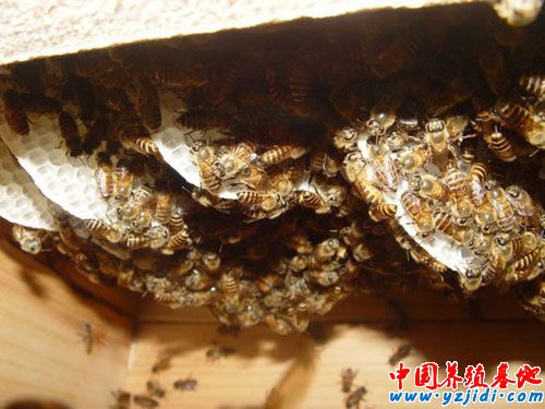 籠蜂的飼養方式
