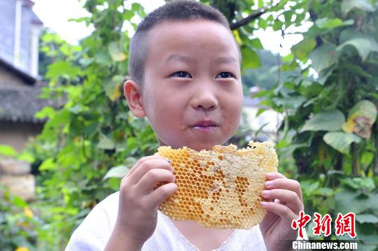 兒子楊定卿咬了一口飽含蜂蜜的蜂巢 王康明 攝