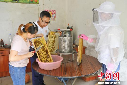楊春來和妻子開始從蜂脾上取蜜 王康明 攝