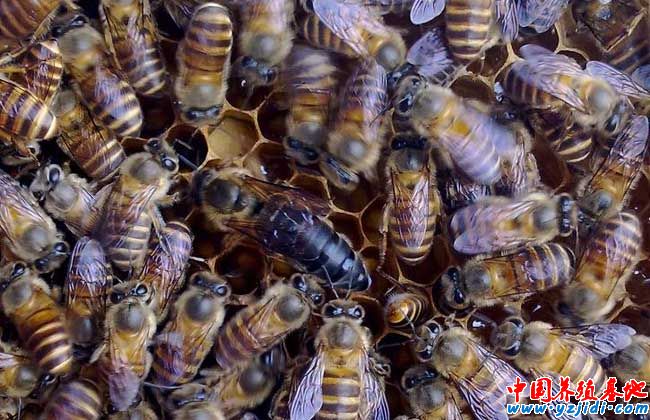 蜜蜂養殖成本和利潤