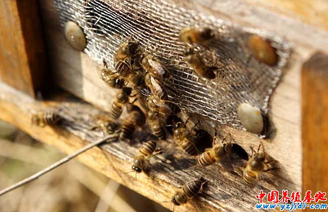 蜂箱的制作方法