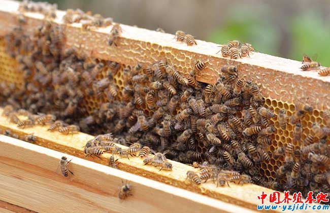蜜蜂飼料配置方法