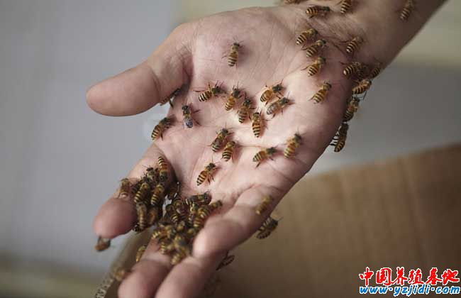 僵尸蜜蜂