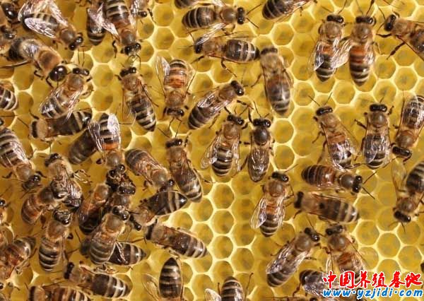 蜜蜂安全越冬的技術
