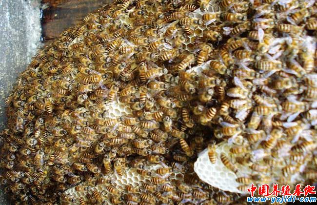 中蜂如何換王