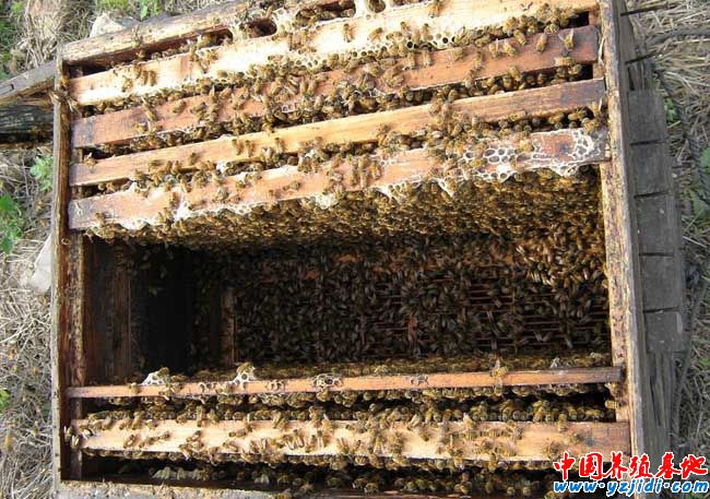 蜂王死了怎么辦