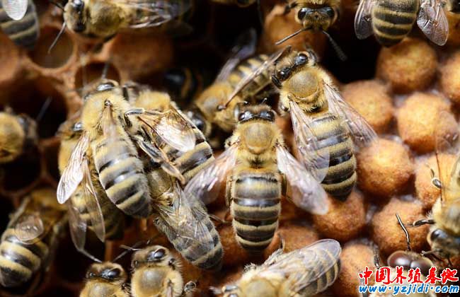 中蜂雄蜂飼養方法