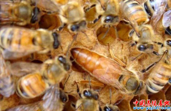 蜂螨的防治方法