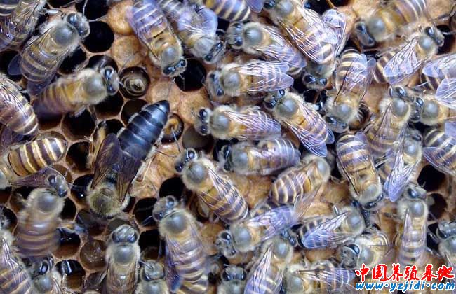 沒有蜂王怎么養蜜蜂