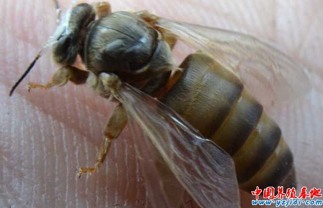 中蜂圍王