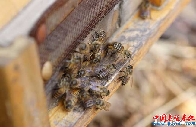 蜜蜂麻痹病